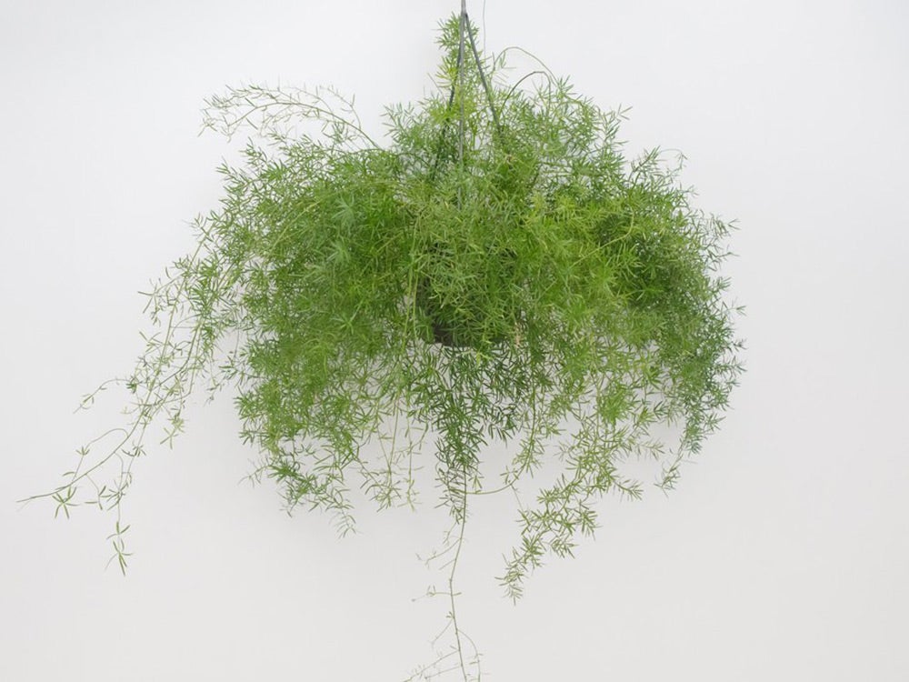 Asparagus fern hanging on a wall