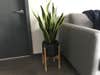 Snake plant in a room