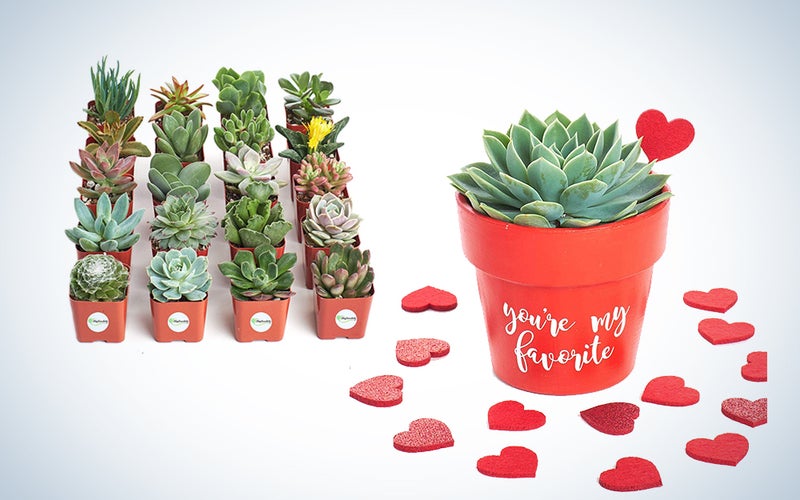 Valentines Day gifts succulents