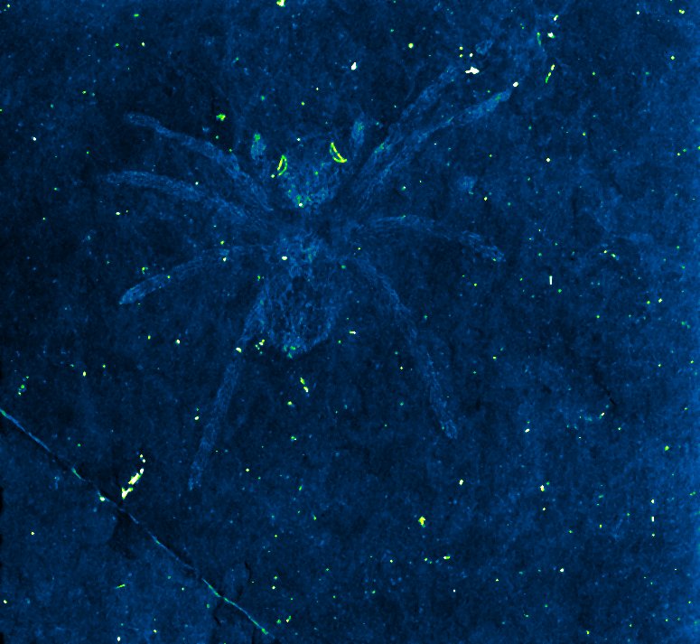 Megapixels: This fossilized spider’s eyes are still glowing 110 million years later