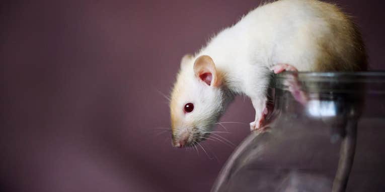 Tricking rats with augmented reality unlocked a secret about our own brains