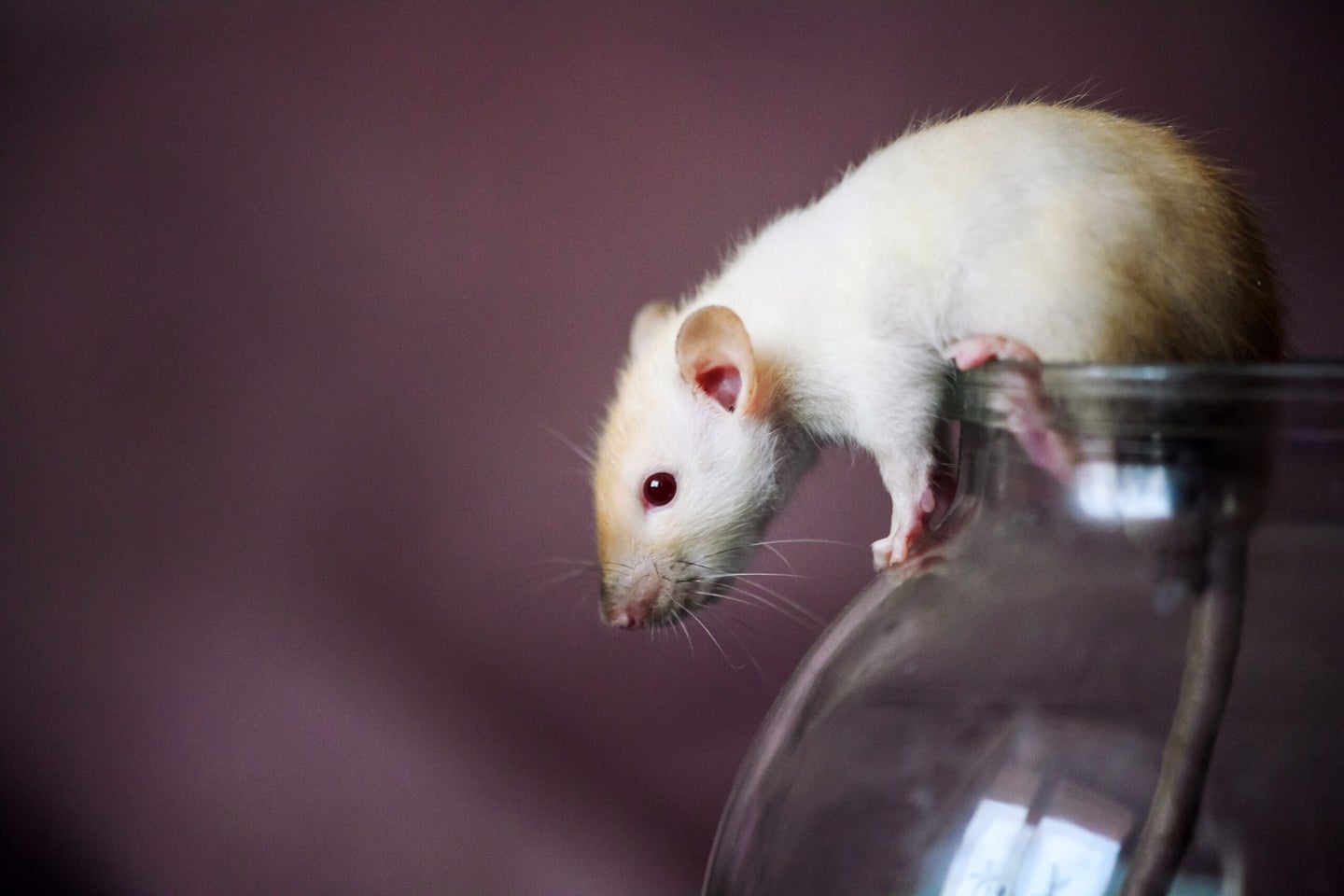 a white rat perched on a glass jar