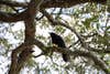black bird in tree branch