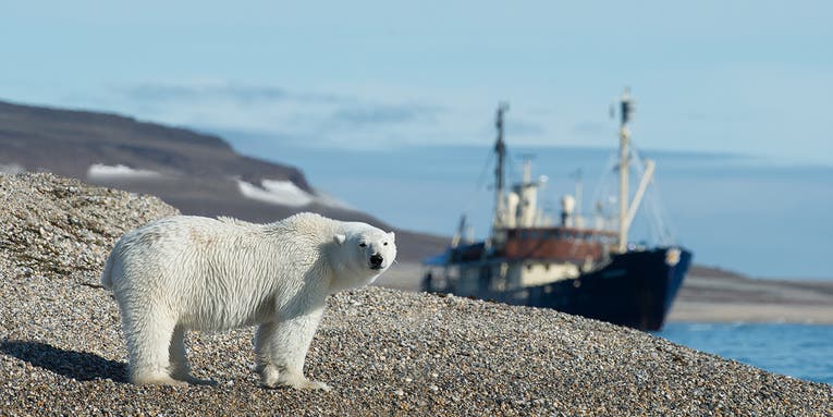Climate change is pushing desperate polar bears, kangaroos, and other wildlife into human territory