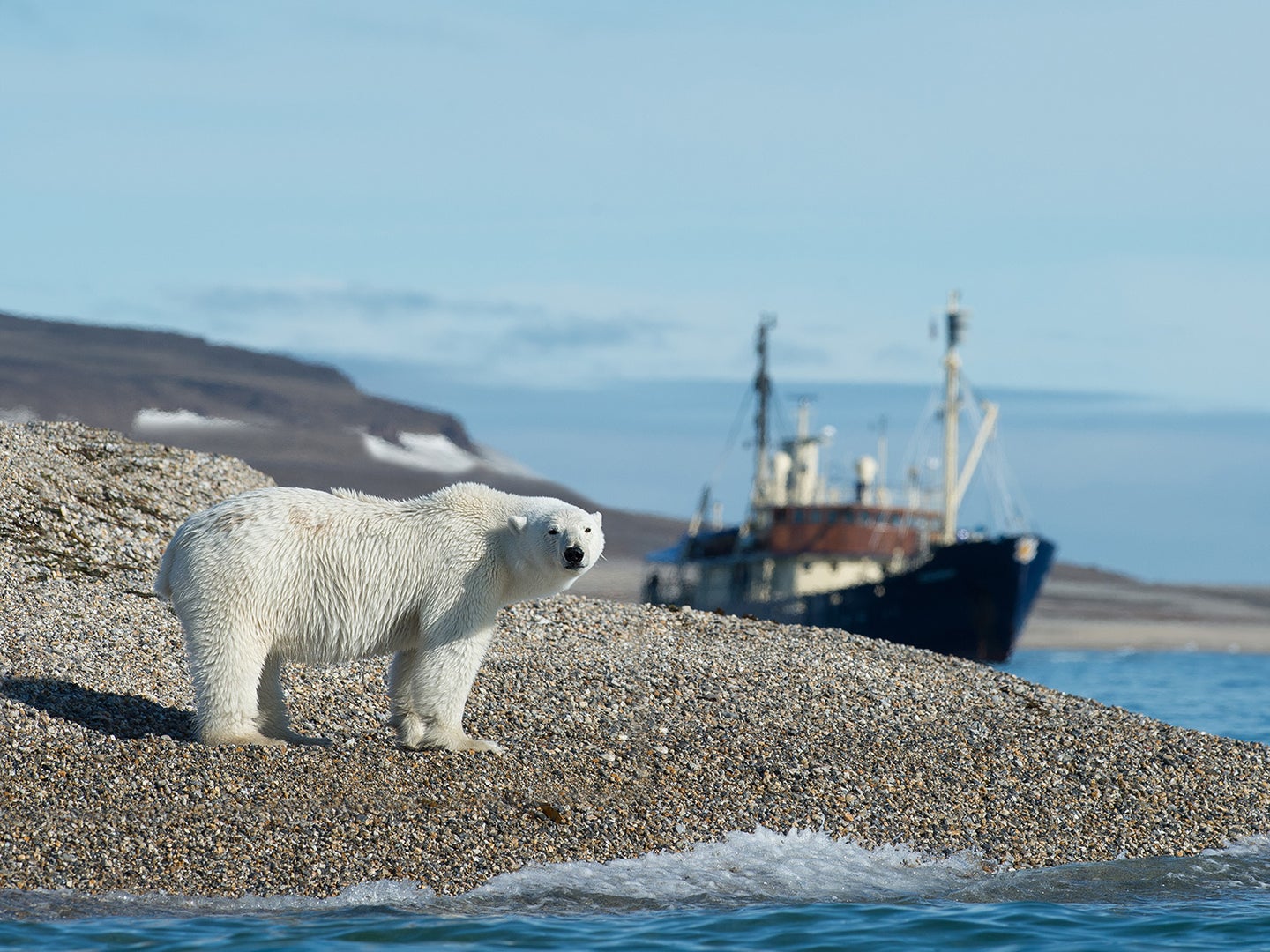 polar bear on sea shore