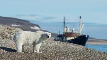 polar bear on sea shore