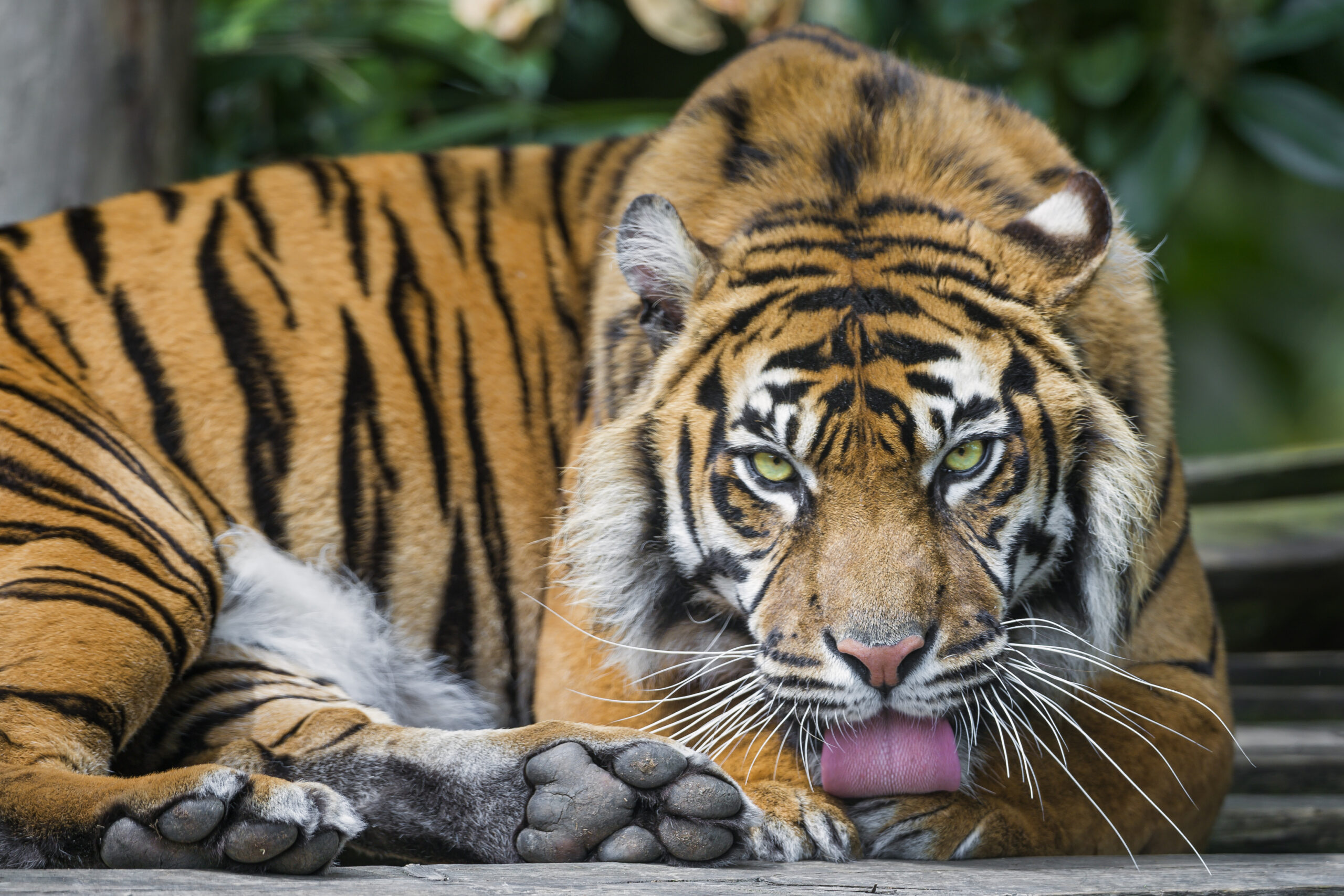 The weirdest things we learned this week: hot air balloon riots and the man-eatingest tiger