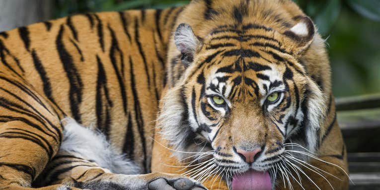 The weirdest things we learned this week: hot air balloon riots and the man-eatingest tiger
