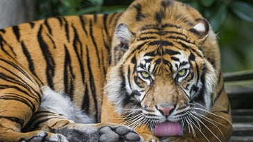 a tigress licking her paws