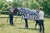 Horse in zebra's clothing