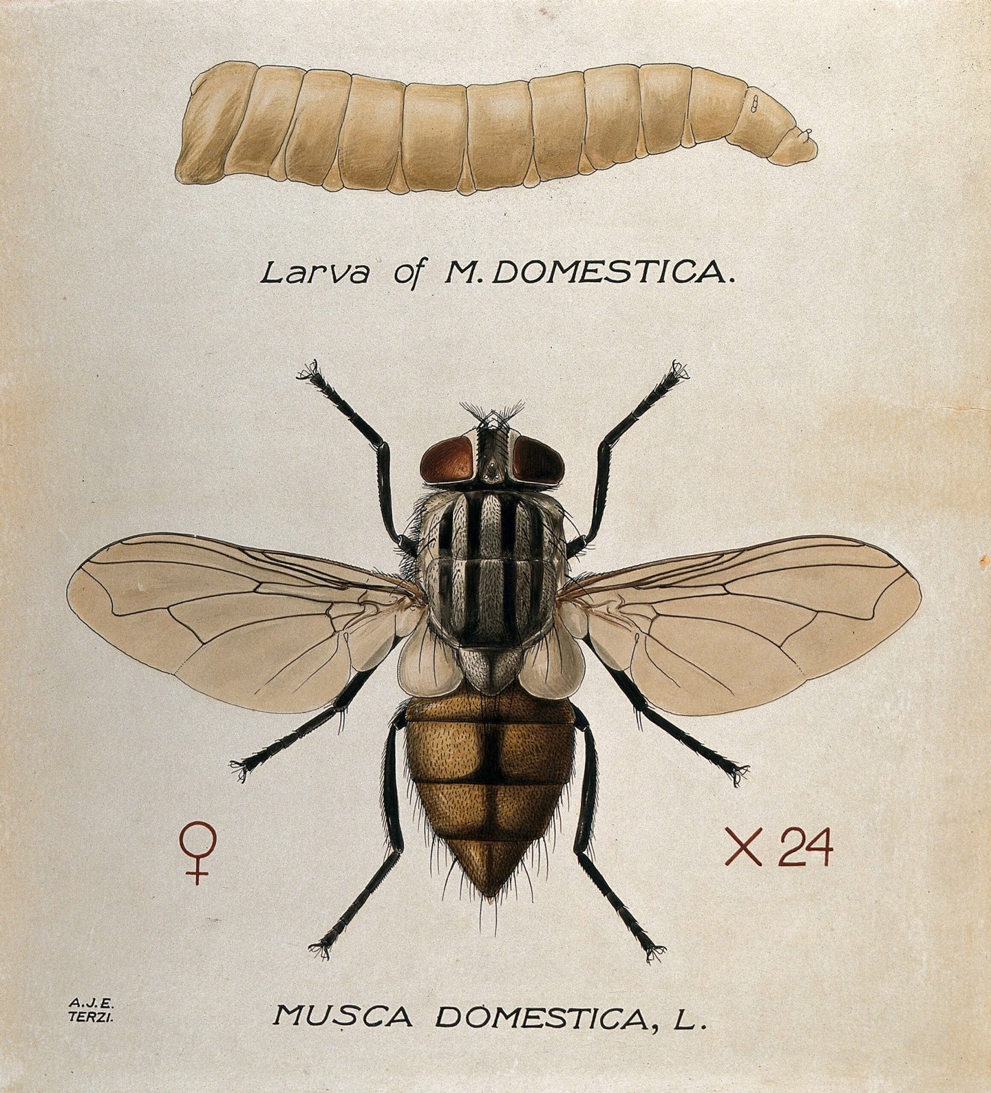 Musca Domestica housefly larva adult