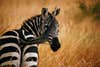 Zebra wild nature safari stripes science