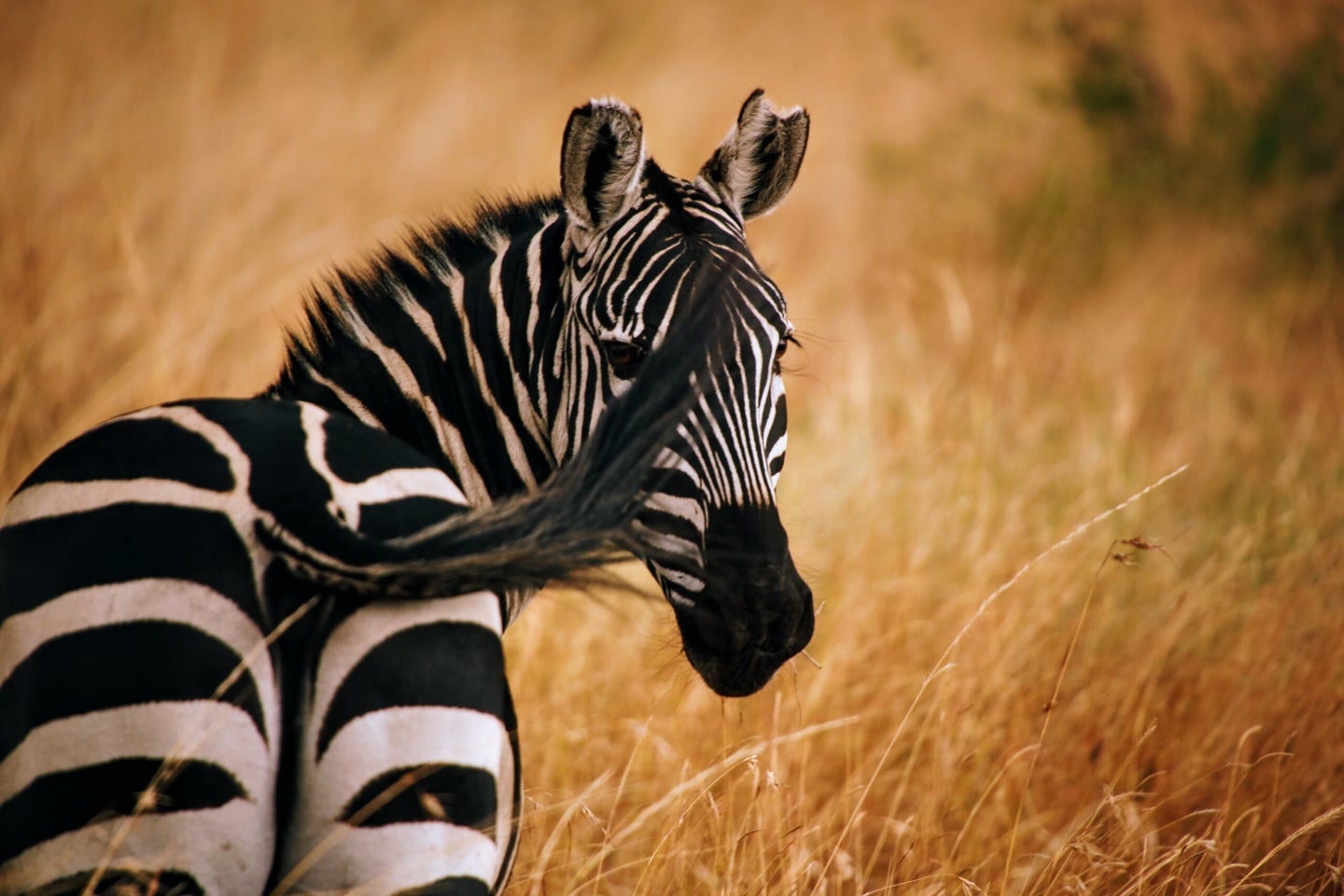 Zebra wild nature safari stripes science