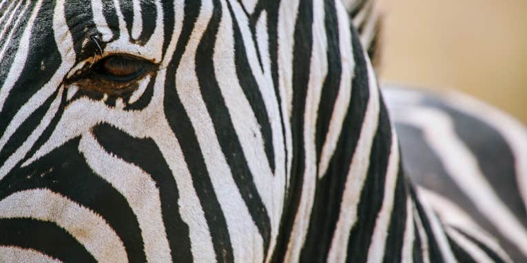 How a zebra’s stripes put bloodthirsty flies into a tailspin