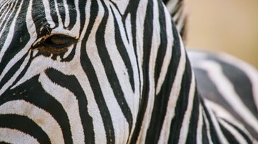 close-up of a zebra