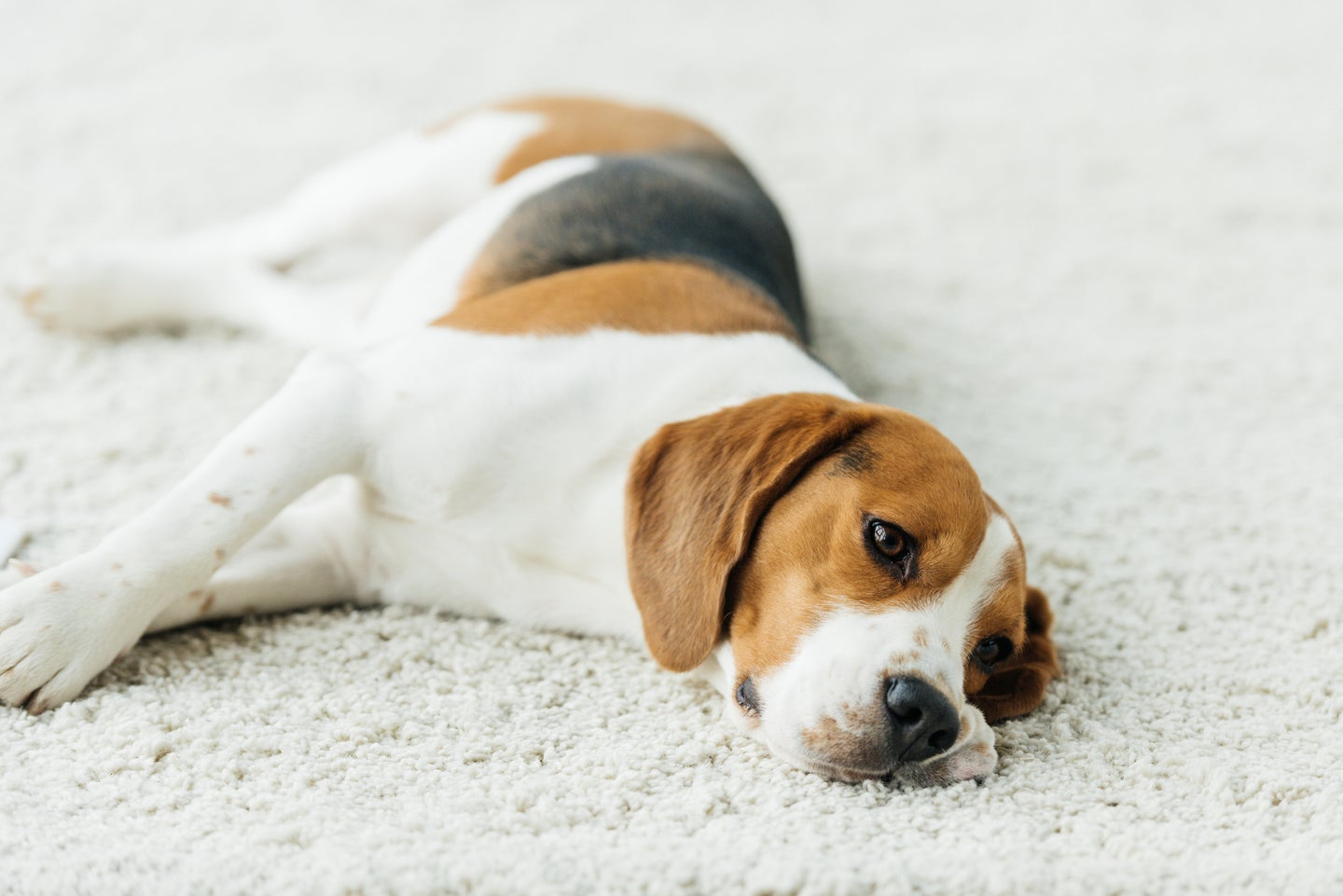 beagle lying on carpet