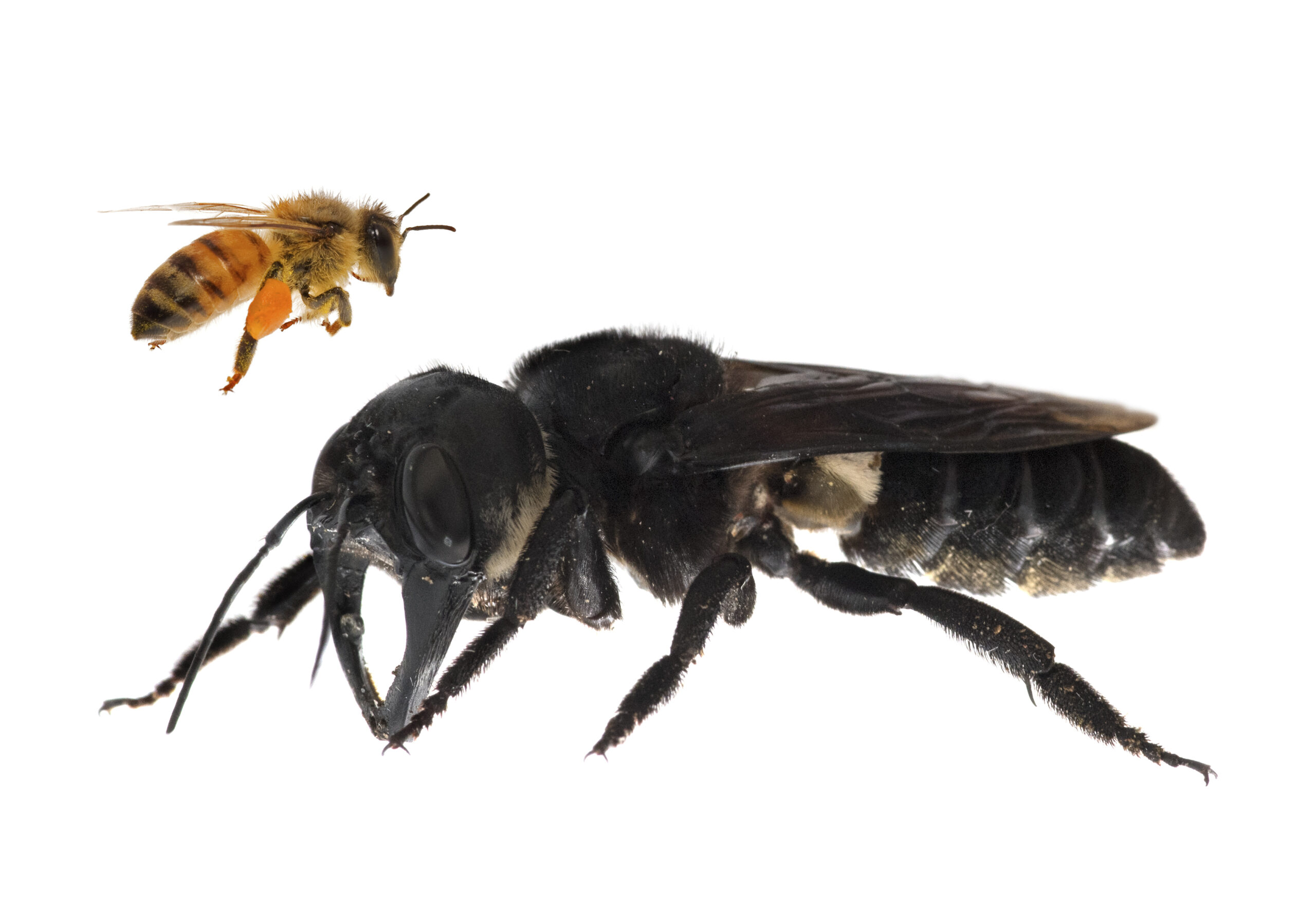 Scientists thought they lost the world’s largest bee, but it was hiding in plain sight