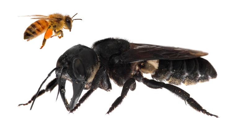 Scientists thought they lost the world’s largest bee, but it was hiding in plain sight