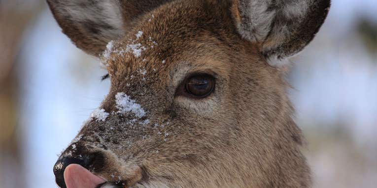 Forensic scientists caught a deer munching on a human carcass for the first time ever