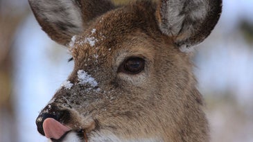 deer licking its lips