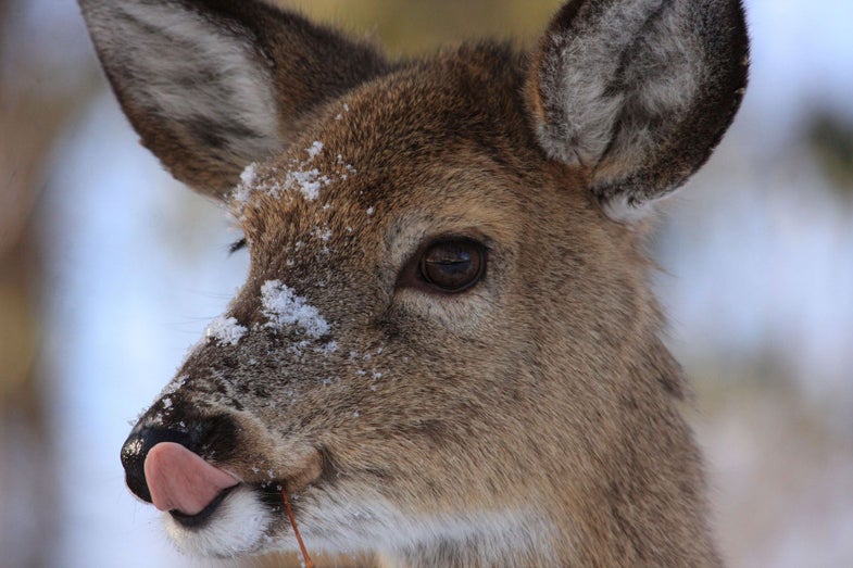 deer licking its lips