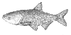 Bighead carp, shown above, avoid waters rich in carbon dioxide.