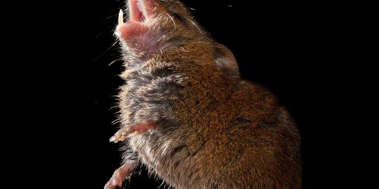 These mice sing their little hearts out—and that’s good for neuroscience