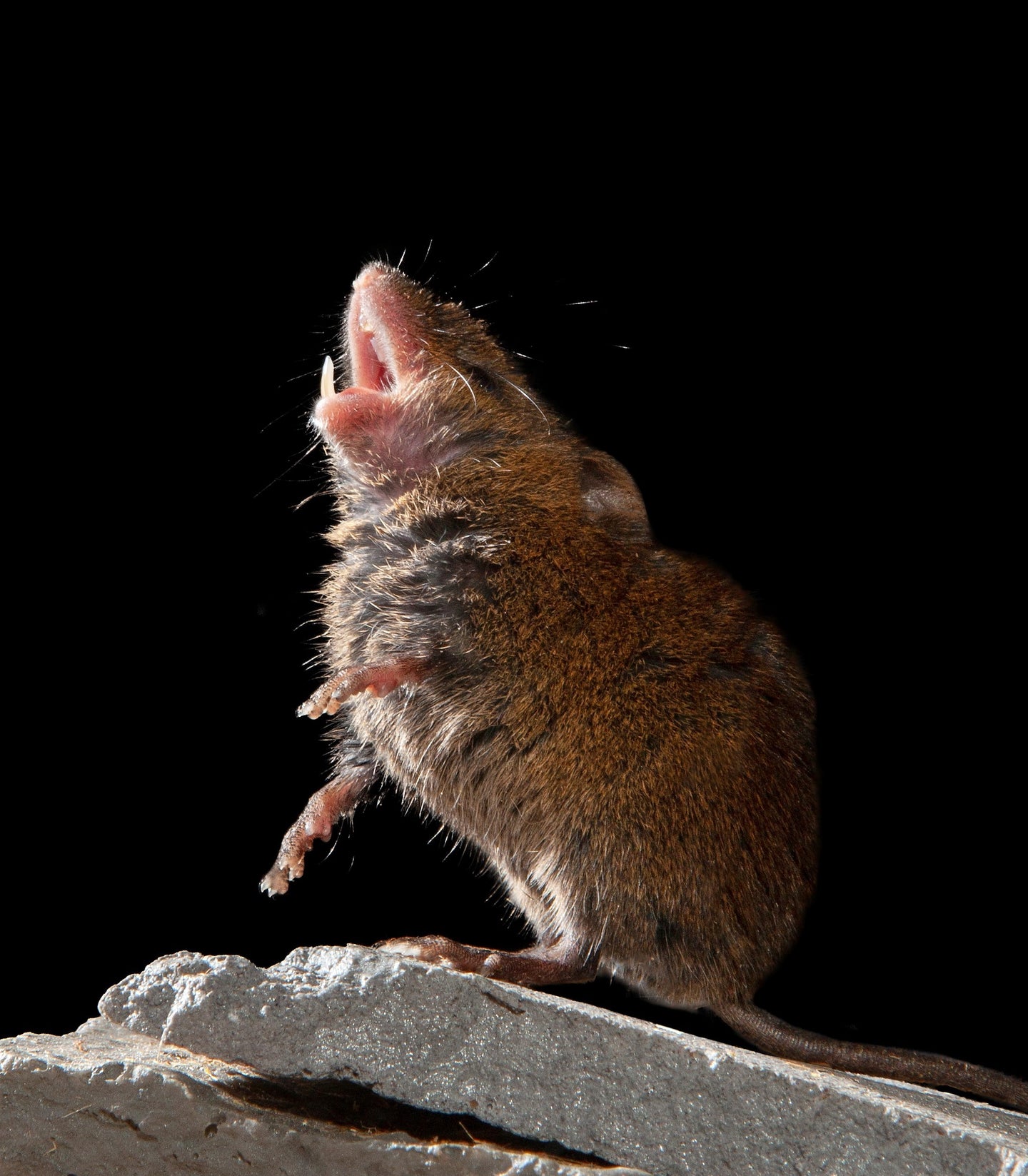 A singing mouse on a rock