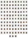103 weevils