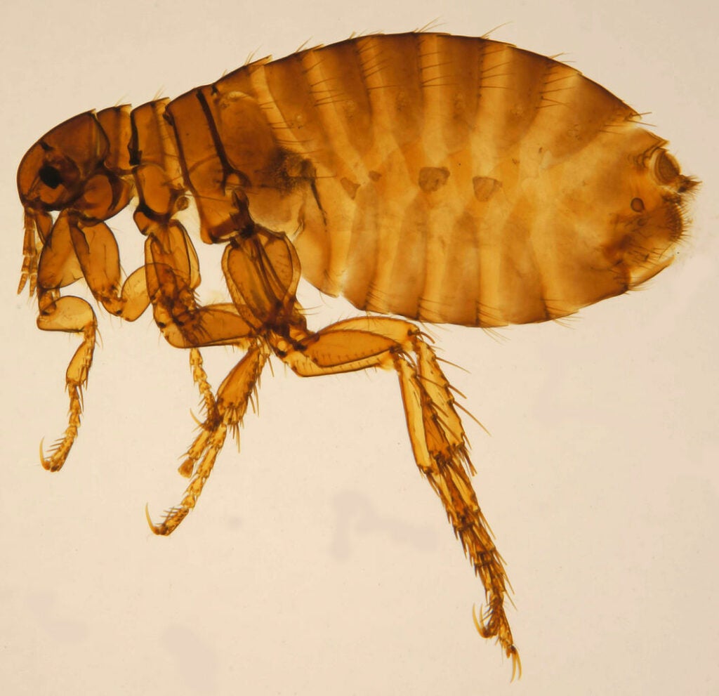 female flea