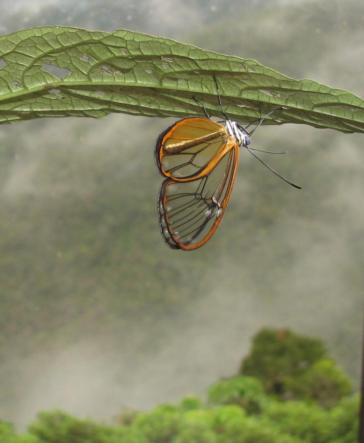 Megapixels: This butterfly’s wings are transparently toxic