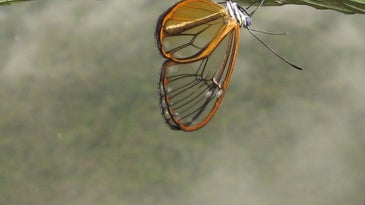 Clearwing butterfly toxin species photograph award winning