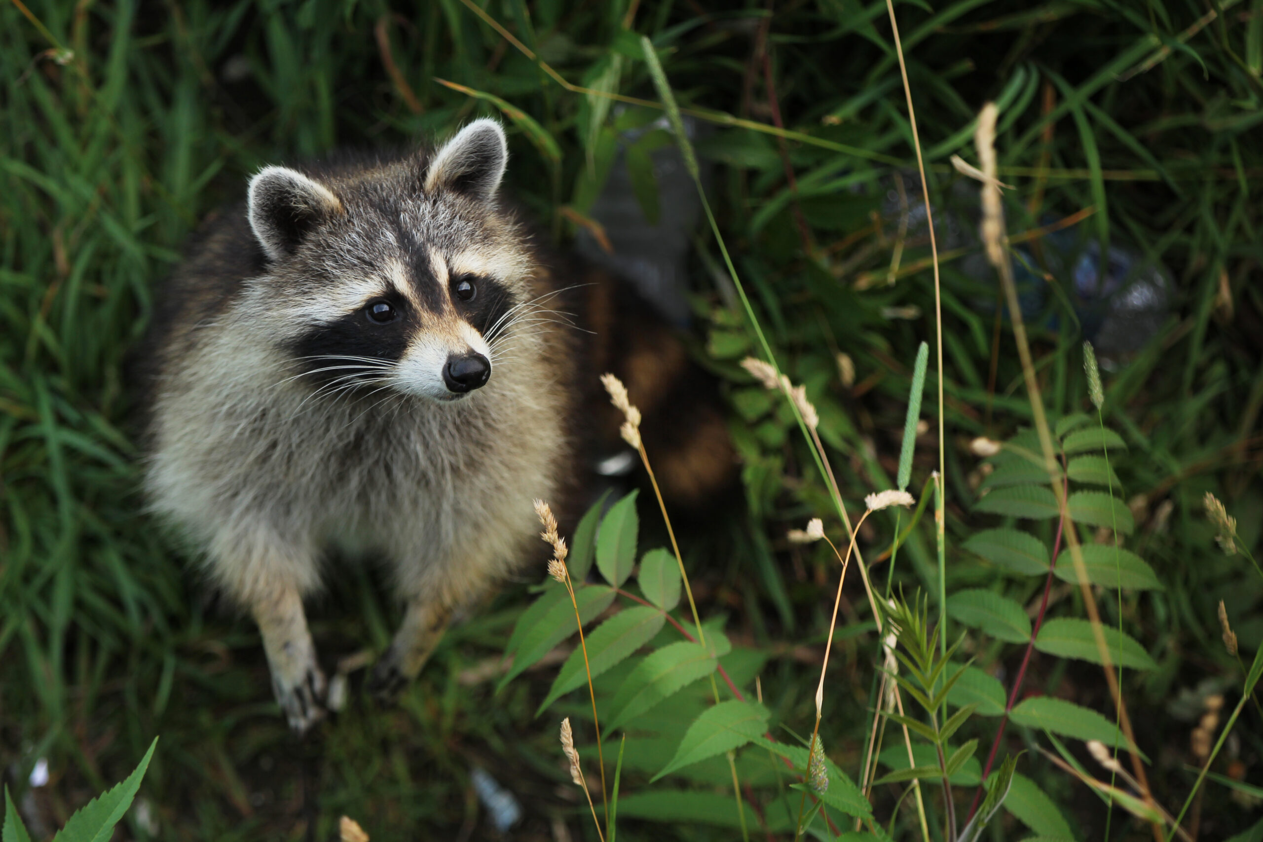 In the United States, certain pockets of animals act as rabies' “viral reservoirs”, where the disease continues to travel through populations of those animals, keeping the virus constantly active. In the U.S., those animals include raccoons, skunks, foxes, and coyotes.