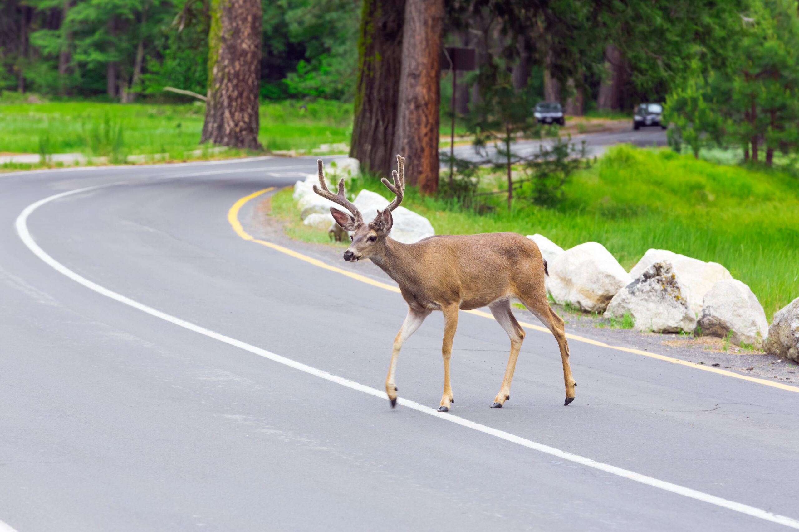 These states want you to eat more roadkill