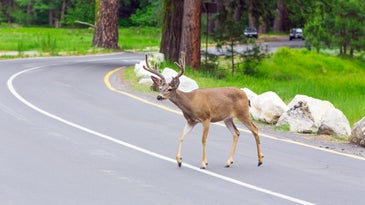 a deer crossing the street 