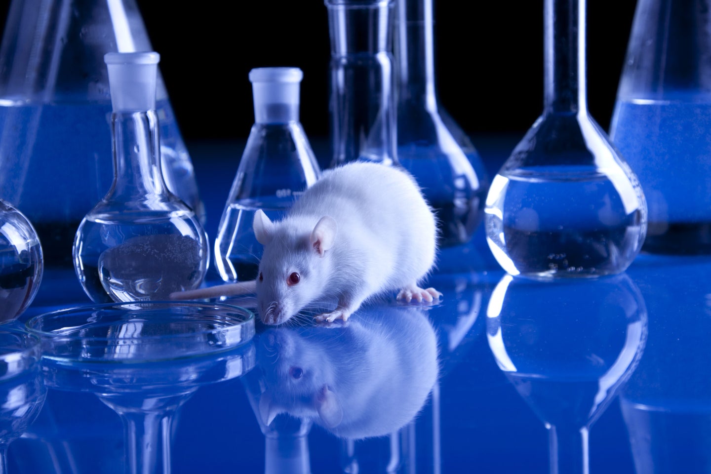 a white rat in front of beakers in a blue lab