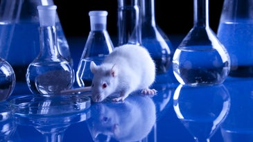 a white rat in front of beakers in a blue lab