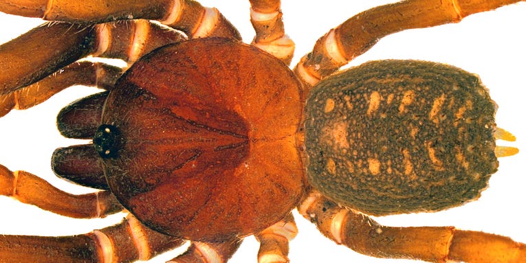These clone-like, Colombian spiders are named for Star Wars’ Storm Troopers