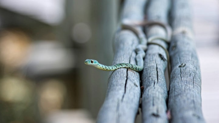 Green snake on a log