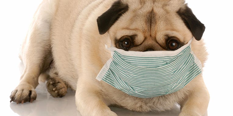 There’s an outbreak of canine flu. What do we do?
