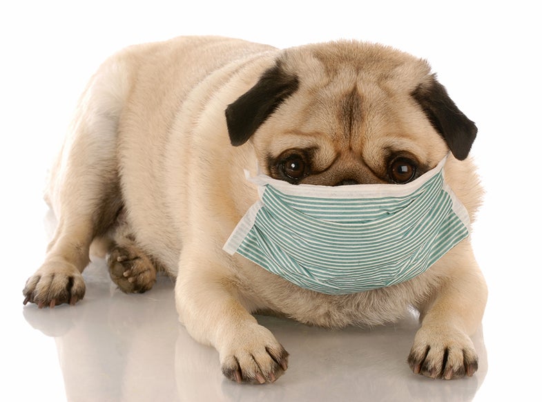 A dog in a medical mask