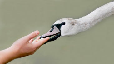 Human animal humanimal hand swan feeding