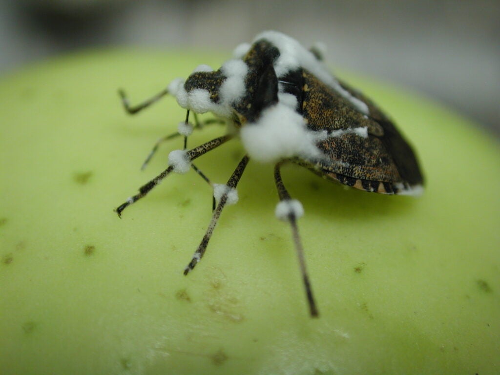 This stink bug has been infected with a fungus. Researchers at the University of Maryland are creating transgenic fungi designed to control stink bugs, bed bugs, locusts and other pests.