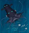 This species borrows characteristics from both octopods and squid, but has some strange differences. It has retractile sensory filaments, produces bioluminescent mucus instead of ink, and lacks the ability to dramatically change color, instead flashing lights to disorient attackers. "Her dark graveyard cloak was spread by the 8 tentacled arms bearing rows of puny suckers and sticky fingers at the ready. All of her lights were out. Like a hoopskirt in waltz, she spun in a slow gavotte, dipping and swaying to the perfumed eddies of the deep," Compton wrote.