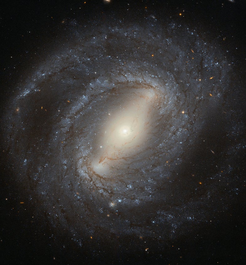 Discovered in 1784 by the German–British astronomer William Herschel, NGC 4394 is a barred spiral galaxy situated about 55 million light-years from Earth. The galaxy lies in the constellation of Coma Berenices (Berenice's Hair), and is considered to be a member of the Virgo Cluster. NGC 4394 is the archetypal barred spiral galaxy, with bright spiral arms emerging from the ends of a bar that cuts through the galaxy’s central bulge. These arms are peppered with young blue stars, dark filaments of cosmic dust, and bright, fuzzy regions of active star formation. At the centre of NGC 4394 lies a region of ionised gas known as a LINER. LINERs are active regions that display a characteristic set of emission lines in their spectra— mostly weakly ionised atoms of oxygen, nitrogen and sulphur. Although LINER galaxies are relatively common, it’s still unclear where the energy comes from to ionise the gas. In most cases it is thought to be the influence of a black hole at the centre of the galaxy, but it could also be the result of a high level of star formation. In the case of NGC 4394, it is likely that gravitational interaction with a nearby neighbour has caused gas to flow into the galaxy’s central region, providing a new reservoir of material to fuel the black hole or to make new stars.