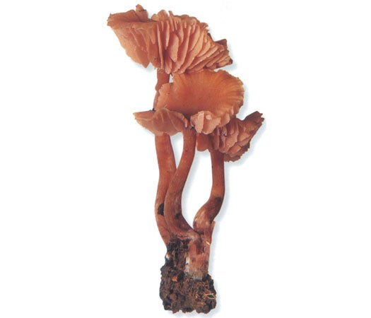 The Deceiver made our list in large part due to its terrific name. The fungus is actually more mischievous than wicked. As the weather changes, so do the mushroom's colors and textures, making it tough to identify. Its gills always remain the same hue, however, which gives the game away.