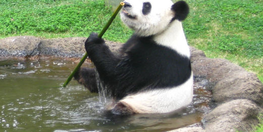 Pandas Might Be Painfully Pooping Out Their Gut Lining Each Year