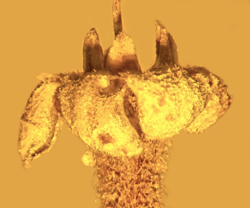 A closeup of the fossilized flower
