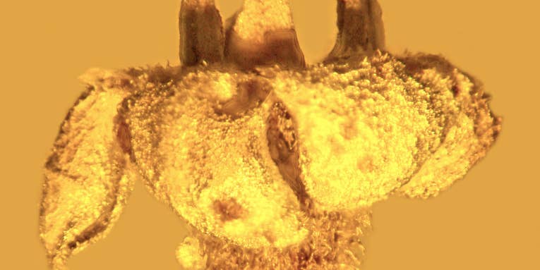 New Species Of Flower Found Preserved In Amber