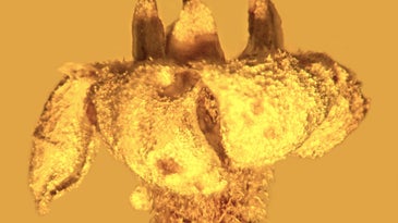 A closeup of the fossilized flower